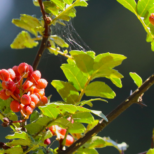 Jiao Mu (Pricklyash Seeds) plant