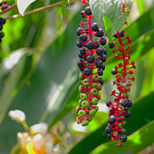 Shang Lu (Poke Roots) plant