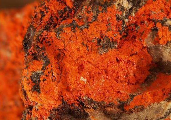 Qian Dan (Minium) plant