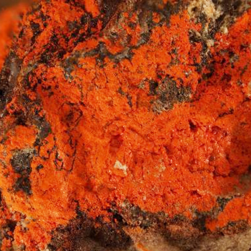 Qian Dan (Minium) plant