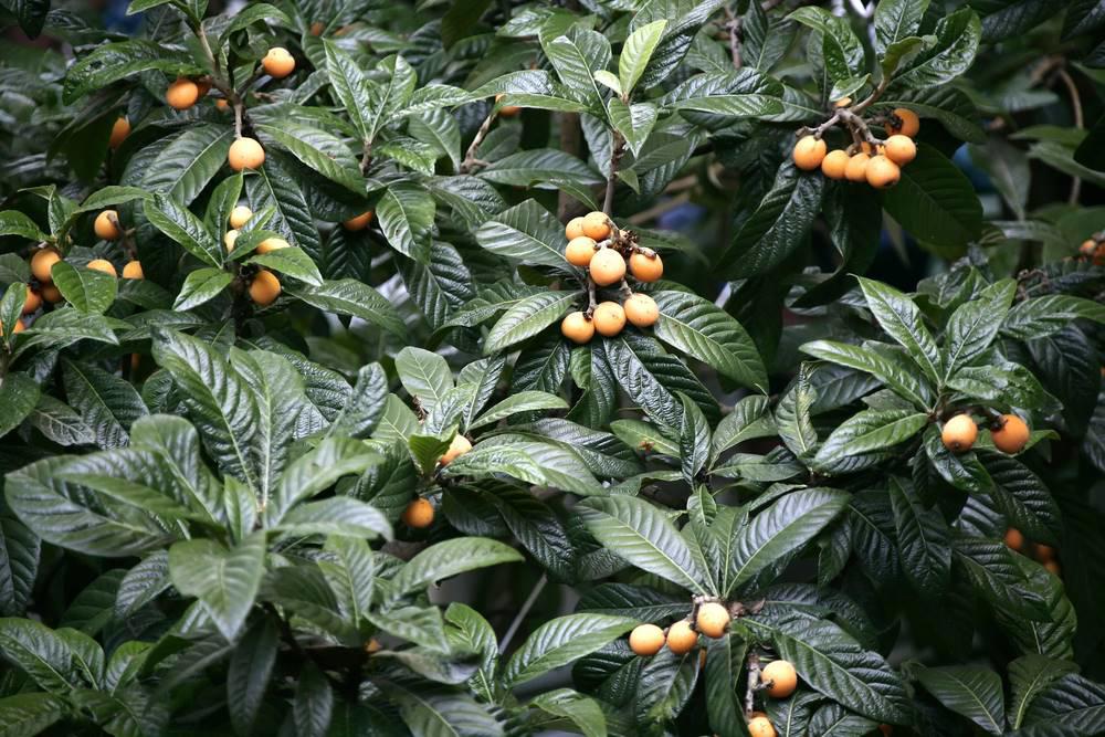 Pi Pa Ye (Loquat leaves) plant