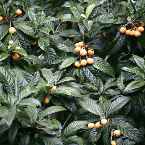 Pi Pa Ye (Loquat leaves) plant