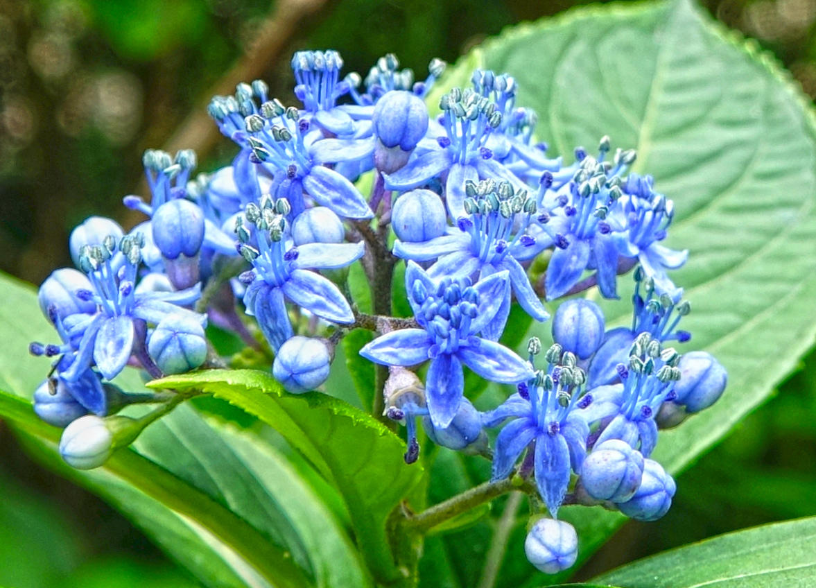 Chang Shan (Dichroa roots) plant