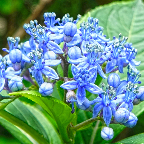 Chang Shan (Dichroa roots) plant