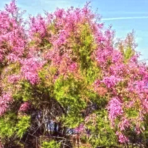 Cheng Liu (Tamarisk twigs and leaves) plant