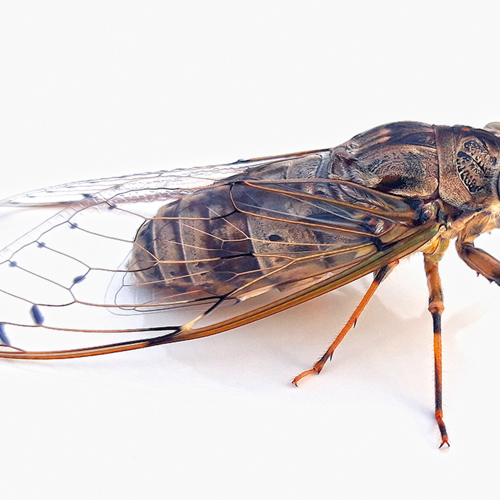 Chan Tui (Cicada sloughs) plant