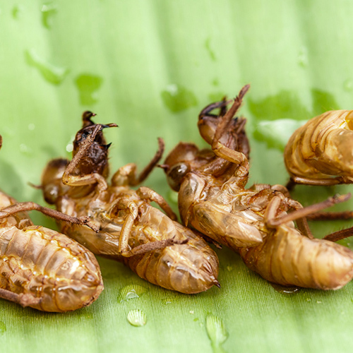 Chan Tui (Cicada sloughs) as TCM ingredient