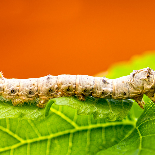 Jiang Can (Silkworms) plant