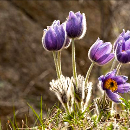 Bai Tou Weng (Chinese Pulsatilla Roots) plant