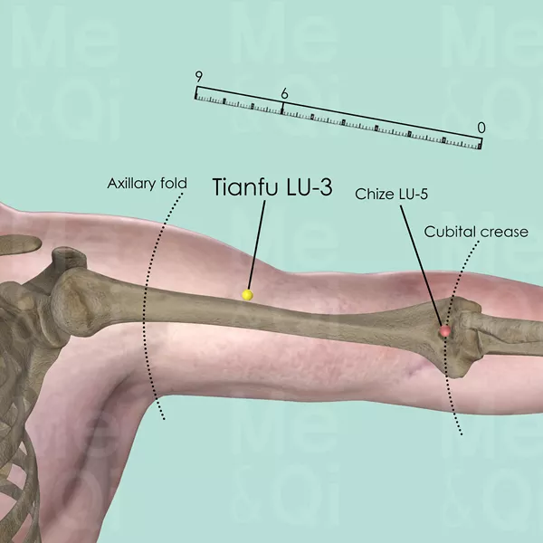 Tianfu LU-3 - Bones view - Acupuncture point on Lung Channel