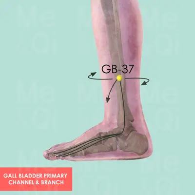Gall Bladder Luo-Connecting Vessel System pathway