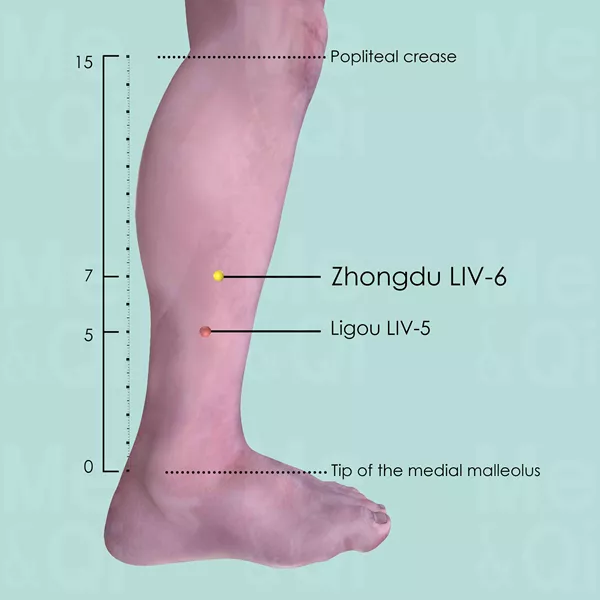 Zhongdu LIV-6 - Skin view - Acupuncture point on Liver Channel