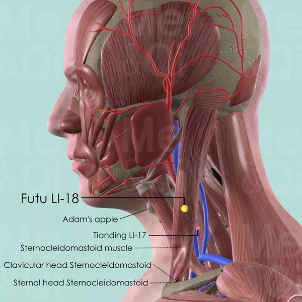 Futu LI-18 - Muscles view - Acupuncture point on Large Intestine Channel