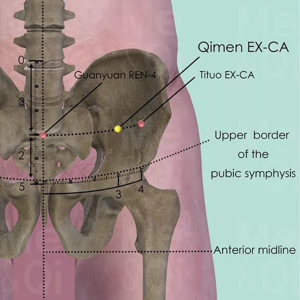 Qimen EX-CA - Bones view - Acupuncture point on Extra Points: Chest and Abdomen (EX-CA)