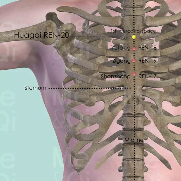 Huagai REN-20 - Bones view - Acupuncture point on Directing Vessel