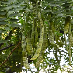 Chinese Honeylocust Abnormal Fruit