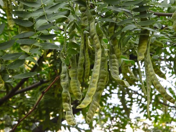 What the Chinese Honeylocust Abnormal Fruit plant looks like