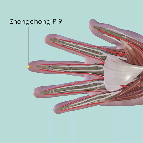 Zhongchong P-9 - Muscles view - Acupuncture point on Pericardium Channel