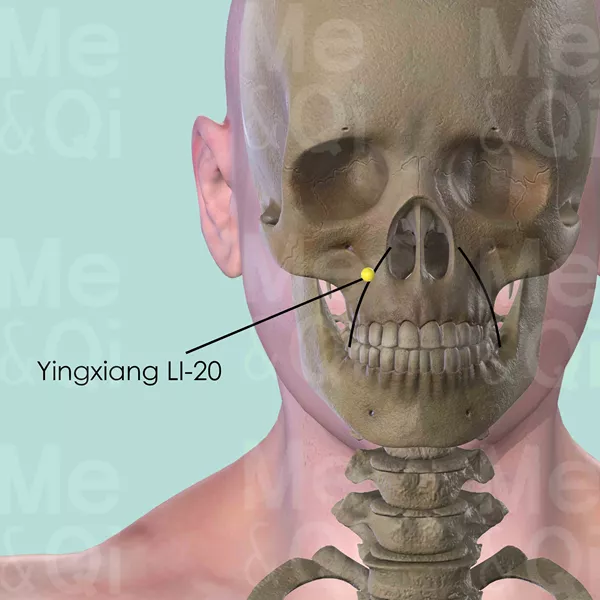 Yingxiang LI-20 - Bones view - Acupuncture point on Large Intestine Channel