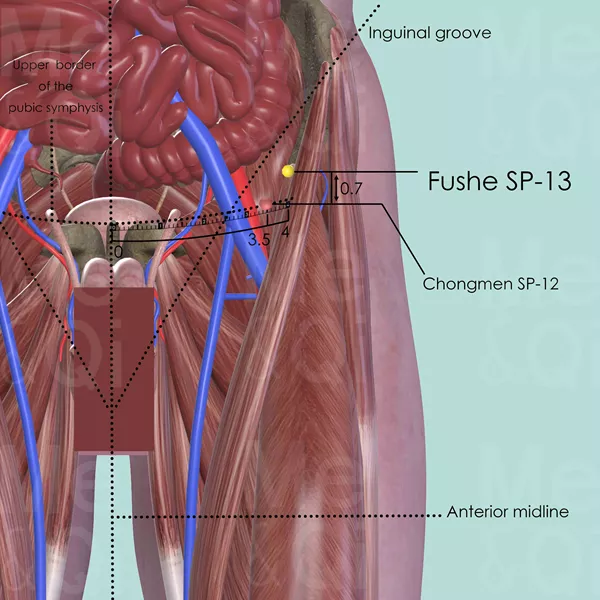 Fushe SP-13 - Muscles view - Acupuncture point on Spleen Channel
