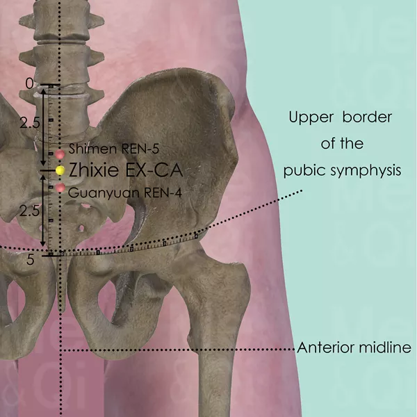 Zhixie EX-CA - Bones view - Acupuncture point on Extra Points: Chest and Abdomen (EX-CA)