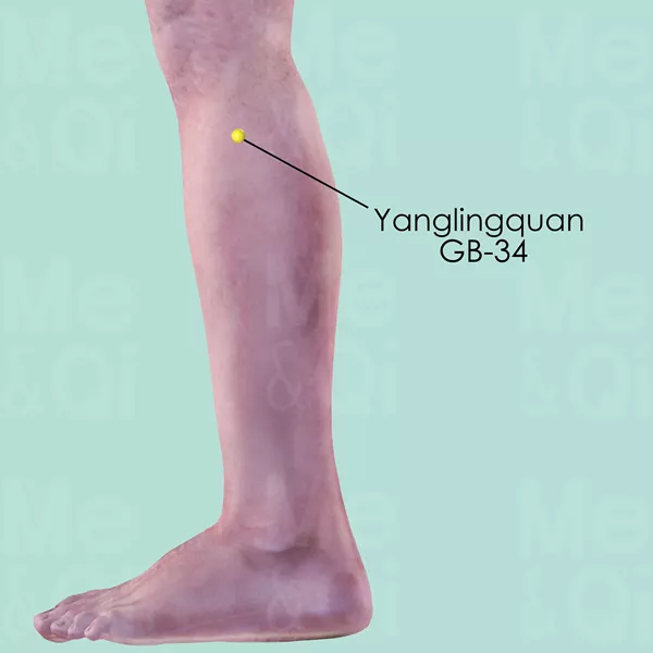 Yanglingquan GB-34 - Skin view - Acupuncture point on Gall Bladder Channel