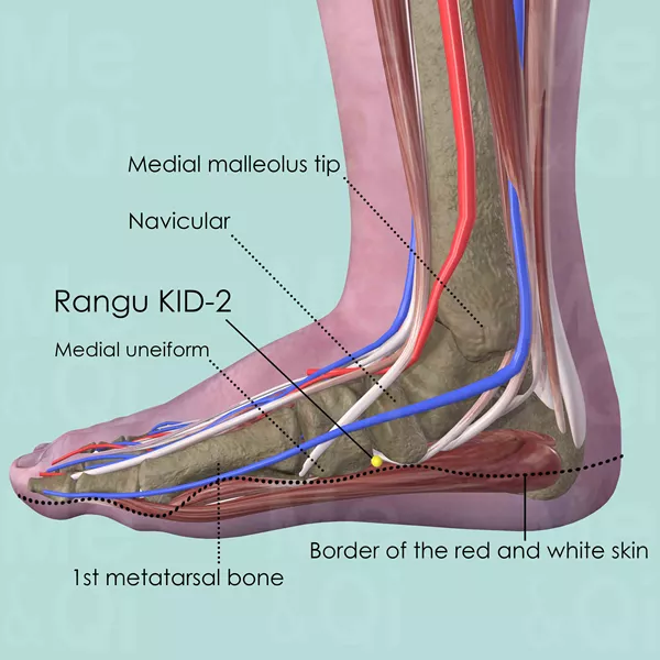 Rangu KID-2 - Muscles view - Acupuncture point on Kidney Channel