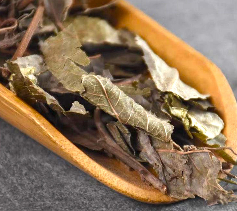 Ai Di Cha (Japanese Ardisia) as TCM ingredient