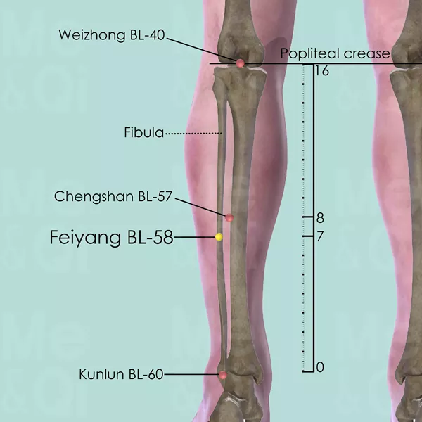 Feiyang BL-58 - Bones view - Acupuncture point on Bladder Channel