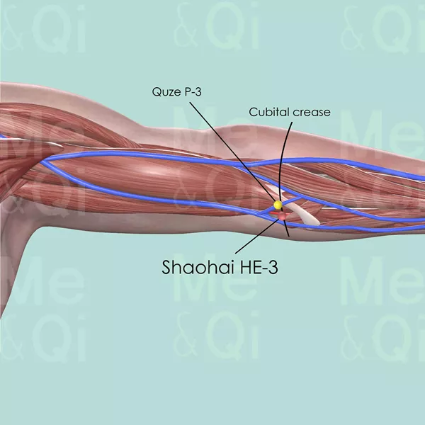 Shaohai HE-3 - Muscles view - Acupuncture point on Heart Channel
