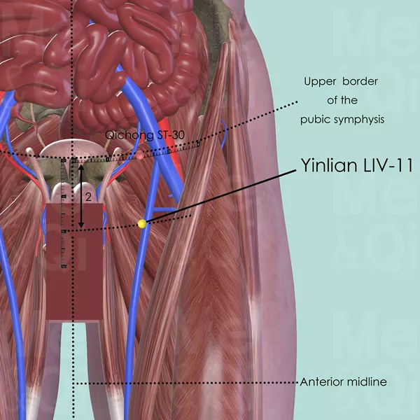 Yinlian LIV-11 - Muscles view - Acupuncture point on Liver Channel