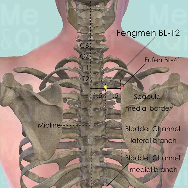 Fengmen BL-12 - Bones view - Acupuncture point on Bladder Channel
