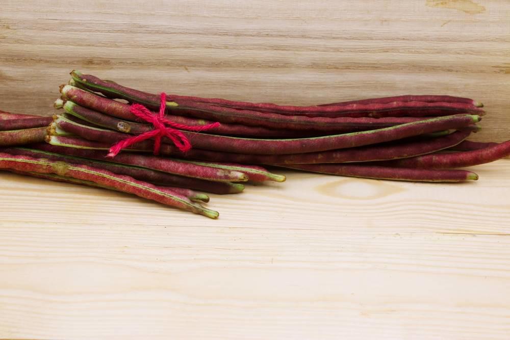 Chi Xiao Dou (Adzuki beans) plant