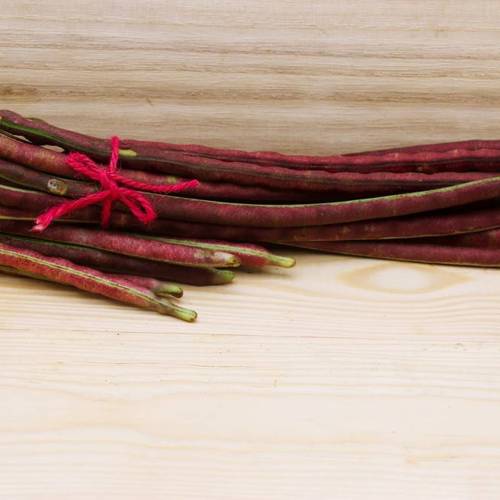 Chi Xiao Dou (Adzuki beans) plant