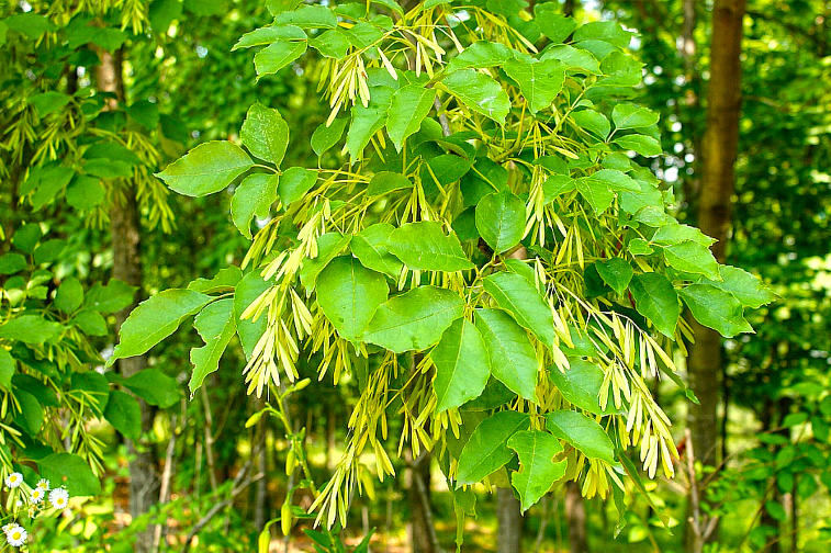 Qin Pi (Ash Barks) plant