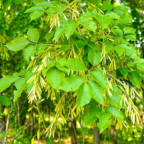 Qin Pi (Ash Barks) plant