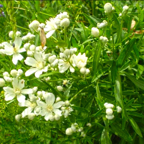 Yin Chai Hu (Stellaria Roots) plant