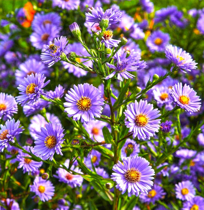 Zi Wan (Aster roots) plant