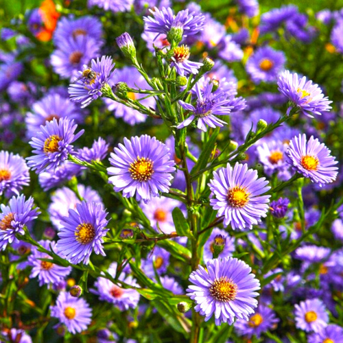 Zi Wan (Aster roots) plant