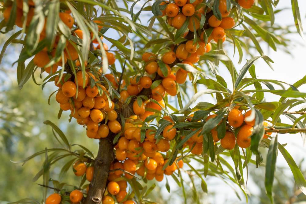 Sha Ji (Sea buckthorn fruits) plant