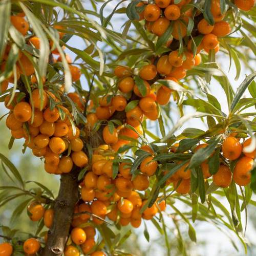 Sha Ji (Sea buckthorn fruits) plant