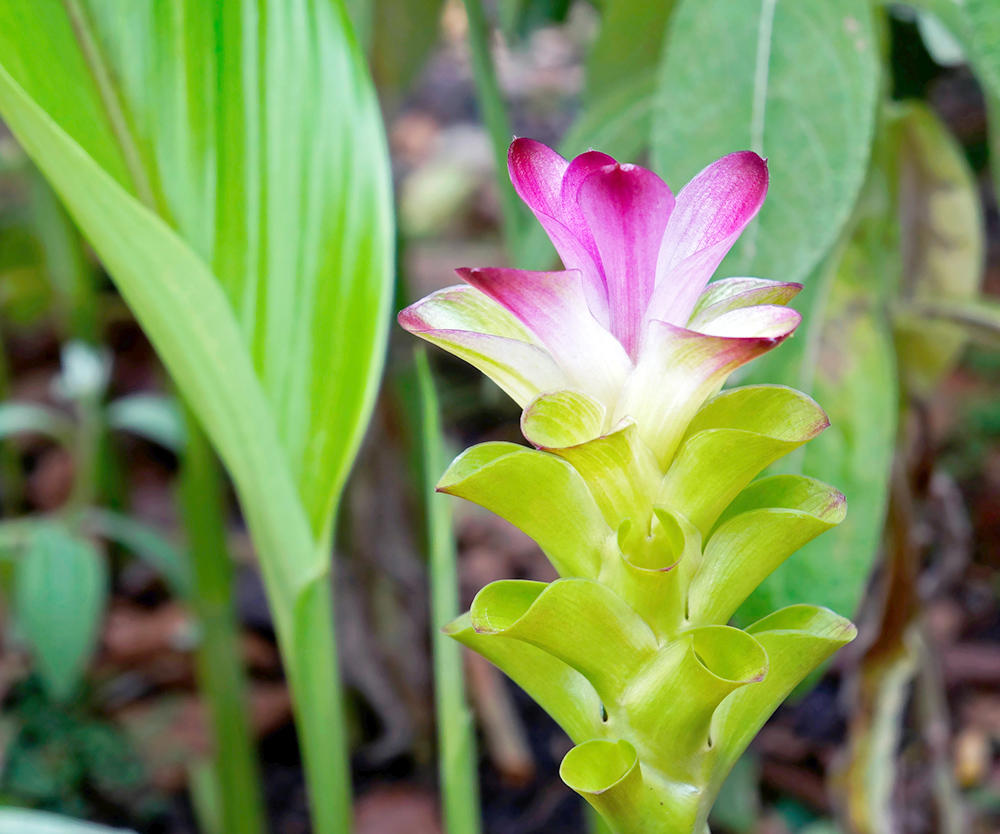 E zhu (Zedoary rhizomes) plant