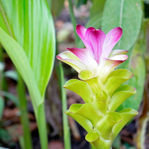 E zhu (Zedoary rhizomes) plant