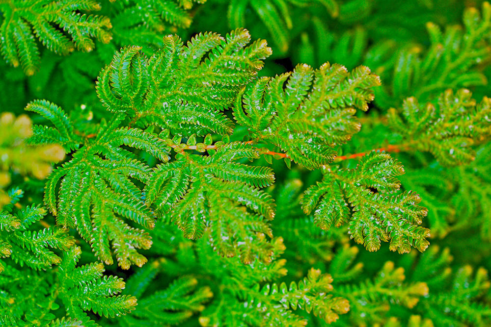 Juan Bai (Spikemoss) plant