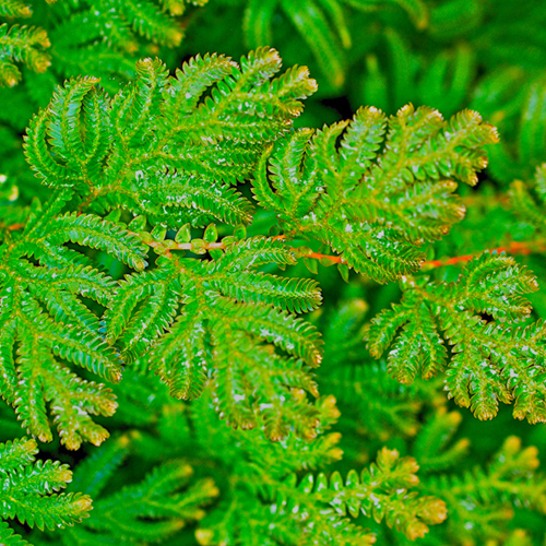 Juan Bai (Spikemoss) plant