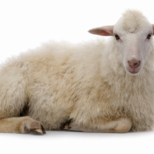 Yang Rou (Muttons) plant