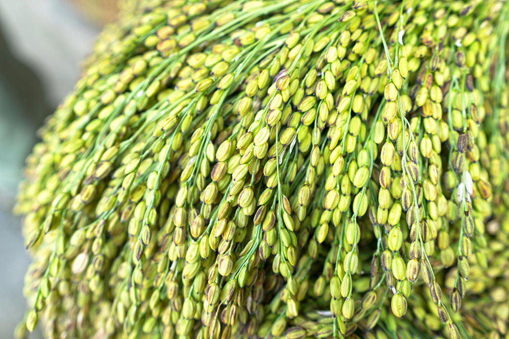 Nuo Mi (Glutinous rice) plant