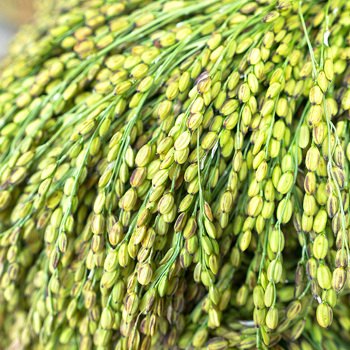 Nuo Mi (Glutinous rice) plant