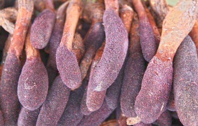 Suo Yang (Cynomorium stems) plant