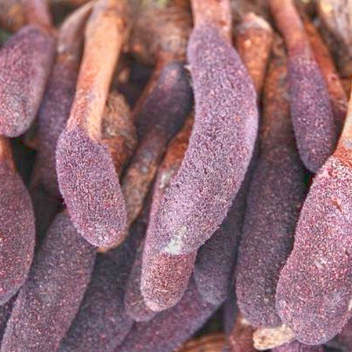 Suo Yang (Cynomorium stems) plant